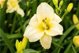 Hemerocallis 'Arctic Snow' - Garten-Taglilie 'Arctic Snow'