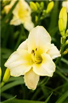 Hemerocallis 'Arctic Snow' - Garten-Taglilie 'Arctic Snow'