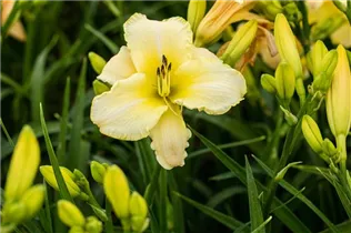 Hemerocallis 'Arctic Snow' - Garten-Taglilie 'Arctic Snow'