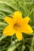 Hemerocallis 'Atlas' - Garten-Taglilie 'Atlas'