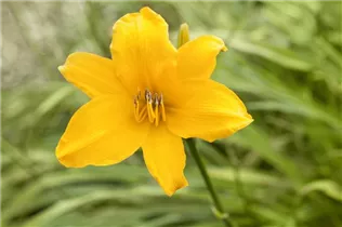 Hemerocallis 'Atlas' - Garten-Taglilie 'Atlas'