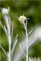 Helichrysum italicum 'Tall' - Garten-Currykraut 'Tall'