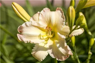 Hemerocallis 'Big Smile' - Garten-Taglilie Hemerocallis 'Big Smile' - Garten-Taglilie