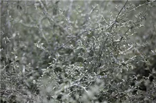 Helichrysum petiolare 'Silverstar' - Strohblume 'Silverstar'