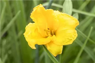 Hemerocallis 'Border Baby' - Garten-Taglilie