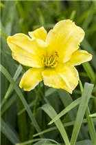 Hemerocallis 'Border Baby' - Garten-Taglilie