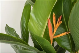 Heliconia psittacorum - Helikonie