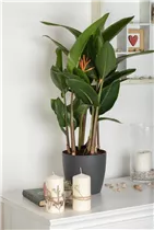 Heliconia psittacorum - Helikonie