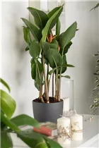 Heliconia psittacorum - Helikonie