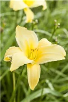 Hemerocallis 'Buried Treasure' - Garten-Taglilie 'Buried Treasure'