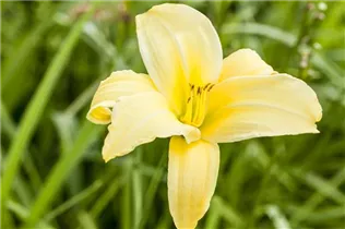 Hemerocallis 'Buried Treasure' - Garten-Taglilie 'Buried Treasure'