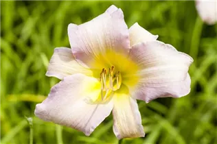 Hemerocallis 'Catherine Woodberry' - Garten-Taglilie 'Catherine Woodberry' Hemerocallis 'Catherine Woodberry' - Garten-Taglilie 'Catherine Woodberry'