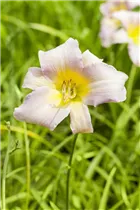 Hemerocallis 'Catherine Woodberry' - Garten-Taglilie 'Catherine Woodberry' Hemerocallis 'Catherine Woodberry' - Garten-Taglilie 'Catherine Woodberry'