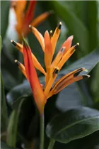 Heliconia psittacorum 'Parrot Collection' - Heliconia psittacorum 'Parrot Collection'