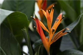 Heliconia psittacorum 'Parrot Collection' - Heliconia psittacorum 'Parrot Collection'