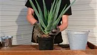  - Aloe Vera - Umtopfen