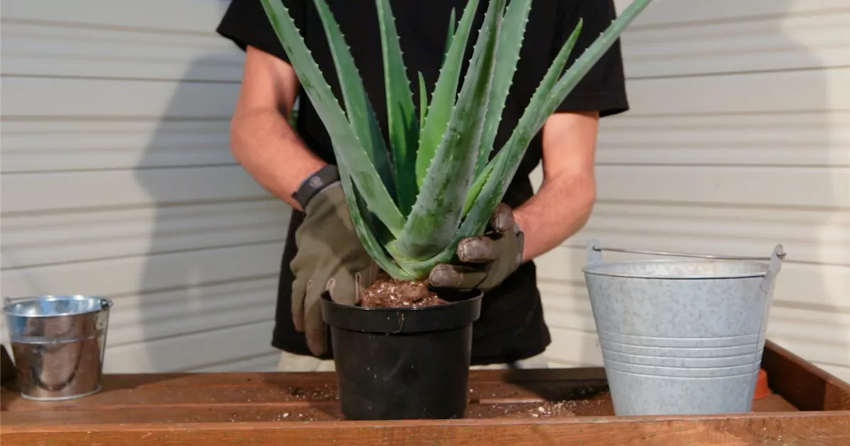  - Aloe Vera - Umtopfen