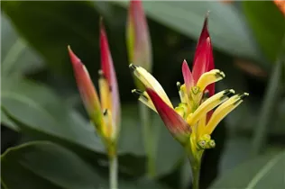 Heliconia psittacorum 'Ruby Parrot' - Helikonie 'Ruby Parrot'
