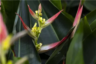 Heliconia psittacorum 'Parrot Collection' - Heliconia psittacorum 'Parrot Collection'
