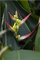 Heliconia psittacorum 'Parrot Collection' - Heliconia psittacorum 'Parrot Collection'