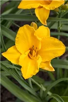 Hemerocallis 'Chopin' - Garten-Taglilie
