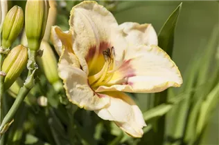 Hemerocallis 'Custard Candy' - Garten-Taglilie 'Custard Candy'