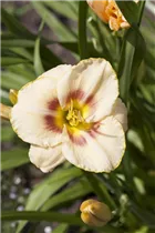 Hemerocallis 'Custard Candy' - Garten-Taglilie 'Custard Candy'