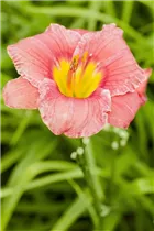 Hemerocallis 'Edna Shaw' - Garten-Taglilie
