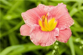Hemerocallis 'Edna Shaw' - Garten-Taglilie