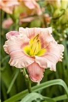 Hemerocallis 'Elegant Candy' - Taglilie