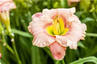 Hemerocallis 'Elegant Candy' - Taglilie