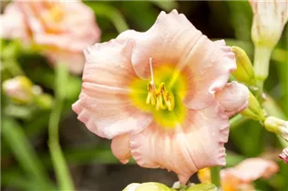 Hemerocallis 'Elegant Candy' - Taglilie