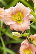 Hemerocallis 'Elegant Candy' - Taglilie