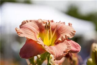 Hemerocallis 'Elegant Candy' - Taglilie