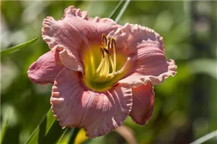 Hemerocallis 'Elegant Candy' - Taglilie