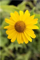 Heliopsis helianthoides var. scabra - Sonnenauge Heliopsis helianthoides var. scabra - Sonnenauge