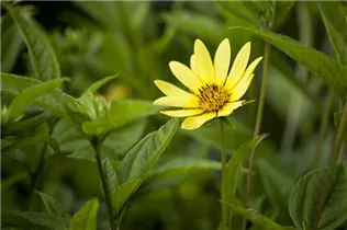 Heliopsis helianthoides var. scabra - Sonnenauge Heliopsis helianthoides var. scabra - Sonnenauge
