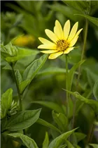 Heliopsis helianthoides var. scabra - Sonnenauge Heliopsis helianthoides var. scabra - Sonnenauge