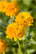 Heliopsis helianthoides var. scabra 'Asahi' - Garten-Sonnenauge 'Asahi'