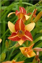 Hemerocallis 'Frans Hals' - Garten-Taglilie 'Frans Hals'