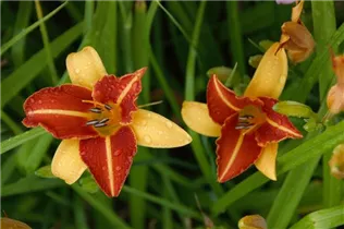 Hemerocallis 'Frans Hals' - Garten-Taglilie 'Frans Hals'