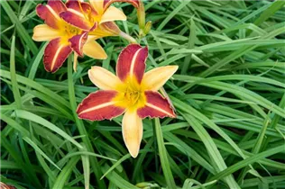 Hemerocallis 'Frans Hals' - Garten-Taglilie 'Frans Hals'
