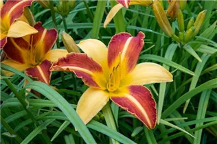Hemerocallis 'Frans Hals' - Garten-Taglilie 'Frans Hals'
