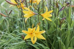 Hemerocallis fulva - Braunrotblühende Taglilie