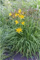 Hemerocallis fulva - Braunrotblühende Taglilie