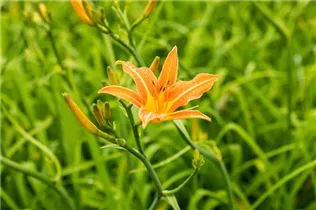 Hemerocallis fulva - Braunrotblühende Taglilie