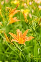 Hemerocallis fulva - Braunrotblühende Taglilie