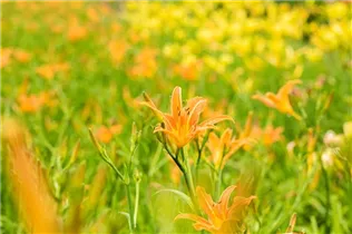 Hemerocallis fulva - Braunrotblühende Taglilie