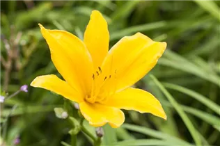 Hemerocallis 'Golden Scepter' - Garten-Taglilie 'Golden Scepter'