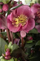 Helleborus 'Charmer' - Christrose 'Charmer'